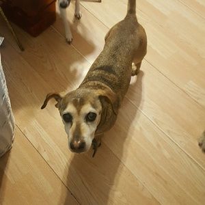 Meet your Posher, Dana